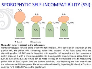 SPOROPHYTIC SELF-INCOMPATIBILITY (SSI)
The pollen factor is present in the pollen coat.
Plants homozygous for an S-allele are shown for simplicity. After adhesion of the pollen on the
papillar cell, the pollen coat containing pollen coat proteins (PCPs) flows partly onto the
stigmatic papillar cell. PCPs can be deposited onto a papillar cell by placing and then removing a
pollen grain on it with a micromanipulator. (A) A compatible cross between pollen from an
S29S29 plant and a S25S25 female can be made into (B) an incompatible cross by first placing
pollen from an S25S25 plant onto the point of adhesion, thus depositing the PCPs that initiate
the self-incompatibility response. The same can be achieved by depositing biochemical fractions
enriched for 6–8 kDa PCPs onto the papillar cell.
 