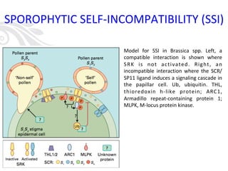 SPOROPHYTIC SELF-INCOMPATIBILITY (SSI)
Model for SSI in Brassica spp. Left, a
compatible interaction is shown where
SRK is not activated. Right, an
incompatible interaction where the SCR/
SP11 ligand induces a signaling cascade in
the papillar cell. Ub, ubiquitin. THL,
thioredoxin h-like protein; ARC1,
Armadillo repeat-containing protein 1;
MLPK, M-locus protein kinase.
 