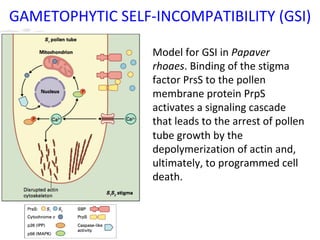 GAMETOPHYTIC SELF-INCOMPATIBILITY (GSI)
Model for GSI in Papaver
rhoaes. Binding of the stigma
factor PrsS to the pollen
membrane protein PrpS
activates a signaling cascade
that leads to the arrest of pollen
tube growth by the
depolymerization of actin and,
ultimately, to programmed cell
death.
 