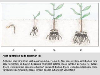 Akar kontraktil pada tanaman lili.
A. Bulbus kecil dihasilkan saat masa tumbuh pertama, B. Akar kontraktil menarik bulbus yang
baru terbentuk ke bawah beberapa milimeter selama masa tumbuh pertama, C. Bulbus
ditarik lebih jauh lagi pada masa tumbuh kedua, D. Bulbus ditarik lebih dalam lagi pada masa
tumbuh ketiga hingga mencapai tempat dengan suhu tanah yang stabil
 