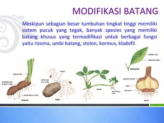 MODIFIKASI BATANG
Meskipun sebagian besar tumbuhan tingkat tinggi memiliki
sistem pucuk yang tegak, banyak spesies yang memiliki
batang khusus yang termodifikasi untuk berbagai fungsi
yaitu rizoma, umbi batang, stolon, kormus, kladofil
 