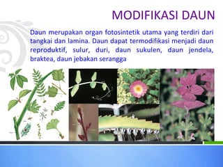 MODIFIKASI DAUN
Daun merupakan organ fotosintetik utama yang terdiri dari
tangkai dan lamina. Daun dapat termodifikasi menjadi daun
reproduktif, sulur, duri, daun sukulen, daun jendela,
braktea, daun jebakan serangga
 