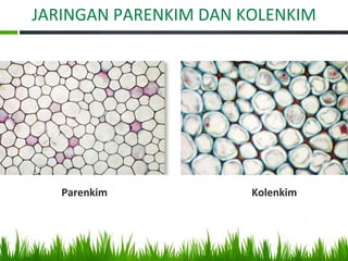 JARINGAN PARENKIM DAN KOLENKIM
Parenkim Kolenkim
 