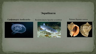 Эврибіонти
Колюча акула Squalus acanthias Рапана Rapana venosa
 