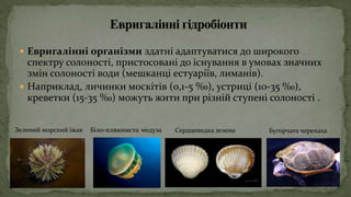  Евригалінні організми здатні адаптуватися до широкого
спектру солоності, пристосовані до існування в умовах значних
змін солоності води (мешканці естуаріїв, лиманів).
 Наприклад, личинки москітів (0,1-5 ‰), устриці (10-35 ‰),
креветки (15-35 ‰) можуть жити при різній ступені солоності .
Зелений морский їжак Біло-плямимста медуза Сердцевидка зелена Бугорчата черепаха
 