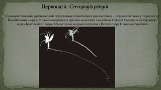  Солонуватоводний, прісноводний представник планктонних ракоподібних – першопочатково у Чорному та
Каспійському морях. Згодом поширився в прісних водотоках і водоймах Східної Європи, в солонуватих
водах Балтійського моря.З баластними водами потрапив у Великі озера Північної Америки
 
