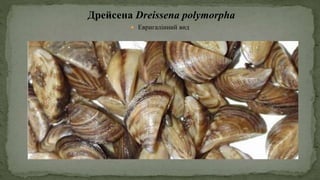 Дрейсена Dreissena polymorpha
 Евригалінний вид
 