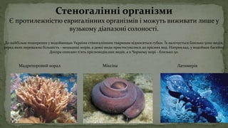 Стеногалінні організми
Є протилежністю евригалінних організмів і можуть виживати лише у
вузькому діапазоні солоності.
До найбільш поширених у водоймищах України стіногалінним тваринам відносяться губки. Їх налічується близько 5000 видів,
серед яких переважна більшість - мешканці морів, а деякі види пристосувалися до прісних вод. Наприклад, у водоймах басейну
Дніпра описано п'ять прісноводів.них видів, а в Чорному морі - близько 50.
Мадрепоровий корал Міксіна Латимерія
 