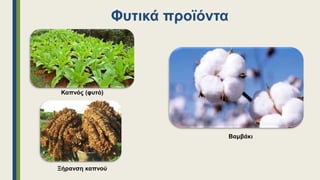 Φυτικά προϊόντα
Καπνός (φυτό)
Ξήρανση καπνού
Βαμβάκι
 