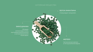 ФИКОЦИАНИН
Обладает
антиоксидантными,
противовоспалительными
и антиаллергенными
свойствами.
БЕЛОК ИММУЛИНА
ЖЕЛЕЗО
Стимулирует иммунитет.
Органическое железо
в легкоусвояемой форме.
АКТИВНЫЕ ВЕЩЕСТВА
 