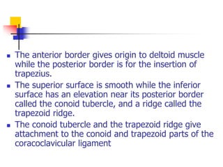 Conoid Ridge 1. Anatomical Terms.ppt
