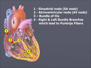 1 - Sinoatrial node (SA node)
2 - Atrioventricular node (AV node)
3 – Bundle of His
4 - Right & Left Bundle Branches
which lead to Purkinje Fibers
 
