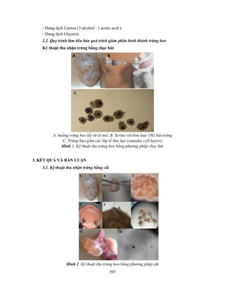 597
- Dung dịch Carnoa (3 alcohol : 1 acetic acid )
- Dung dịch Glycerin
2.2. Quy trình làm tiêu bản quá trình giảm phân hình thành trứng heo
Kỹ thuật thu nhận trứng bằng chọc hút
A. buồng trứng heo lấy từ lò mổ; B. Syrine với kim loại 18G hút trứng
C. Trứng bao gồm các lớp tế bào hạt (cumulus cell layers)
Hình 1. Kỹ thuật thu trứng heo bằng phương pháp chọc hút
3. KẾT QUẢ VÀ BÀN LUẬN
3.1. Kỹ thuật thu nhận trứng bằng cắt
Hình 2. Kỹ thuật thu trứng heo bằng phương pháp cắt
 