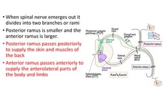 Posterior Ramus Innervation 1.Organization of the Nervous System.pptx