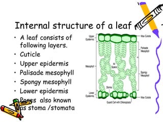Internal structure of a leaf
• A leaf consists of
following layers.
• Cuticle
• Upper epidermis
• Palisade mesophyll
• Spongy mesophyll
• Lower epidermis
• Pores also known
as stoma /stomata
 