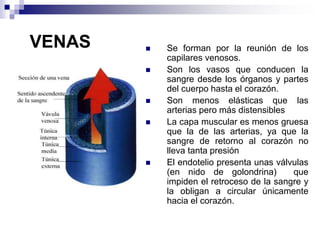 VENAS  Se forman por la reunión de los
capilares venosos.
 Son los vasos que conducen la
sangre desde los órganos y partes
del cuerpo hasta el corazón.
 Son menos elásticas que las
arterias pero más distensibles
 La capa muscular es menos gruesa
que la de las arterias, ya que la
sangre de retorno al corazón no
lleva tanta presión
 El endotelio presenta unas válvulas
(en nido de golondrina) que
impiden el retroceso de la sangre y
la obligan a circular únicamente
hacia el corazón.
 