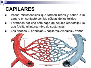 CAPILARES
 Vasos microscópicos que forman redes y ponen a la
sangre en contacto con las células de los tejidos
 Formados por una sola capa de células (endotelio), lo
que facilita el intercambio de sustancias
 Las arterias arteriolas capilares vénulas venas
 