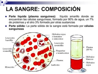 LA SANGRE: COMPOSICIÓN
 Parte líquida (plasma sanguíneo): líquido amarillo donde se
encuentran las células sanguíneas, formado por 90% de agua, un 7%
de proteínas y el otro 3% formado por otras sustancias
 Parte sólida: La parte sólida de la sangre está formada por células
sanguíneas
 