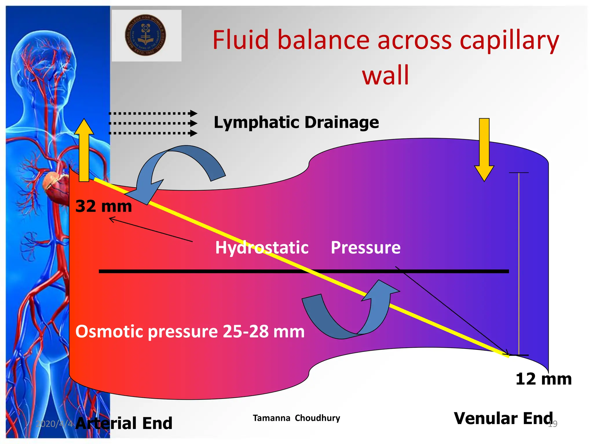 Fluid balance across capillary
wall
Hydrostatic Pressure
Osmotic pressure 25-28 mm
32 mm
12 mm
Arterial End Venular End
Lymphatic Drainage
2020/4/4
Tamanna Choudhury
19
 