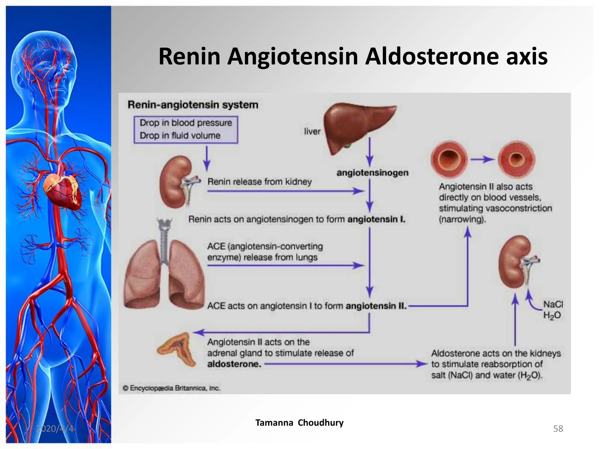 Renin Angiotensin Aldosterone axis
2020/4/4
Tamanna Choudhury
58
 