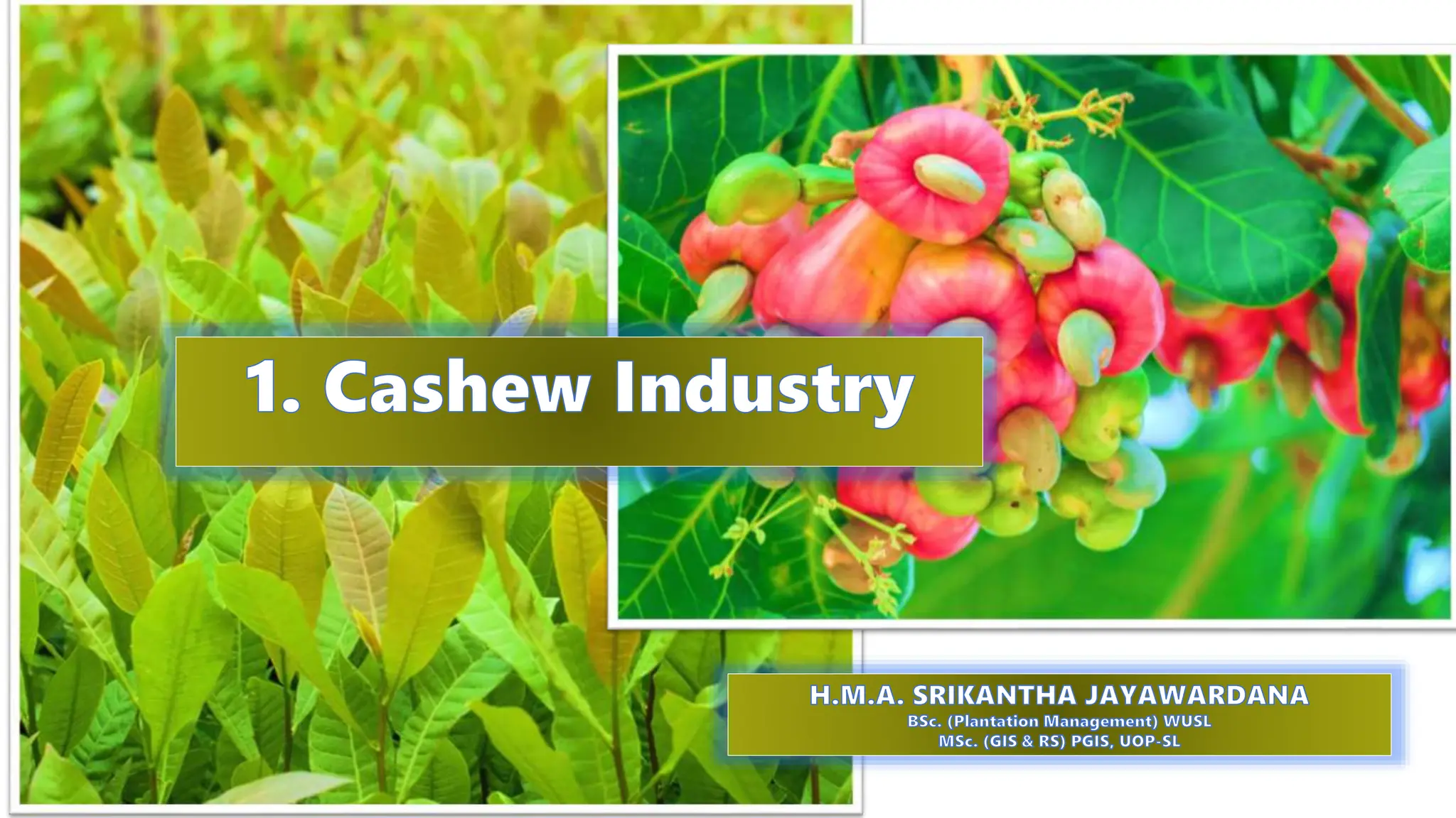 Introduction of Cashew Industry | PPT 