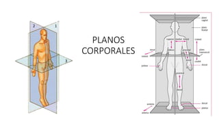 PLANOS
CORPORALES
1
2
3
 