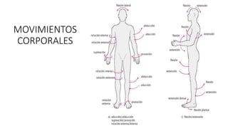 MOVIMIENTOS
CORPORALES
 