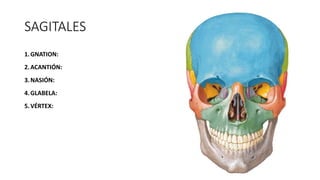 SAGITALES
1.GNATION:
2.ACANTIÓN:
3.NASIÓN:
4.GLABELA:
5.VÉRTEX:
 