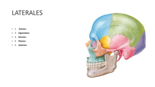 LATERALES
• 1. Gonion:
• 2. Cigomatico:
• 3. Dacrion:
• 4. Pterion:
• 5. Asterion:
 