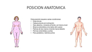 POSICION ANATOMICA
 