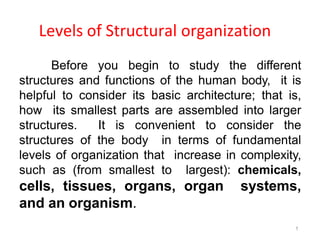 1
Levels of Structural organization
Before you begin to study the different
structures and functions of the human body, it is
helpful to consider its basic architecture; that is,
how its smallest parts are assembled into larger
structures. It is convenient to consider the
structures of the body in terms of fundamental
levels of organization that increase in complexity,
such as (from smallest to largest): chemicals,
cells, tissues, organs, organ systems,
and an organism.
 