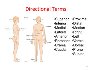 1. Human Anatomy and Physiology introdution.pptx