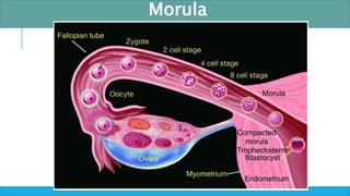 Morul 1. Introduction to general and oral Embryology.pptx