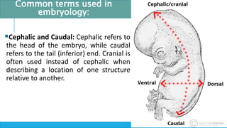 1. Introduction to general and oral Embryology.pptx