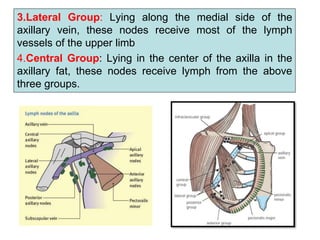 1.pectoral region | PPT