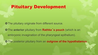 Pituitary Development
The pituitary originate from different source.
The anterior pituitary from Rathke´s pouch (which is an
embryonic invagination of the pharyngeal epithelium).
The posterior pituitary from an outgrow of the hypothalamus.
 