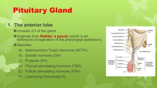 Pituitary Gland
1. The anterior lobe
consists 2/3 of the gland
originate from Rathke´s pouch (which is an
embryonic invagination of the pharyngeal epithelium).
Secretes
A) Adrenocortico Tropic Hormone (ACTH)
B) Growth hormone (GH)
C) Prolactin (Prl)
D) Thyroid stimulating hormone (TSH)
E) Follicle stimulating hormone (FSH)
F) Luteinizing Hormone(LH)
 