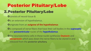 Posterior Pituitary/Lobe
2.Posterior Pituitary/Lobe
consists of neural tissue &
is an extension of hypothalamus.
originate from an outgrow of the hypothalamus
is composed of nerve fibers that have their cell bodies in the supraoptic
and paraventricular nuclei of the hypothalamus.
The neurosecretory cells in these nuclei synthesize Oxytocin and
Vasopressin which pass down the nerve fibers to be stored in and
released from the posterior pituitary.
 