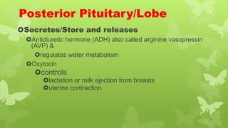 Posterior Pituitary/Lobe
Secretes/Store and releases
Antidiuretic hormone (ADH) also called arginine vasopressin
(AVP) &
regulates water metabolism
Oxytocin
controls
lactation or milk ejection from breasts
uterine contraction
 