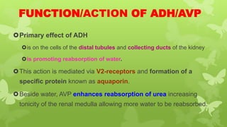 FUNCTION/ACTION OF ADH/AVP
Primary effect of ADH
is on the cells of the distal tubules and collecting ducts of the kidney
is promoting reabsorption of water.
This action is mediated via V2-receptors and formation of a
specific protein known as aquaporin.
Beside water, AVP enhances reabsorption of urea increasing
tonicity of the renal medulla allowing more water to be reabsorbed.
 