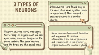 Sensory neurons carry messages
from receptor organs such as skin,
eyes, nose, ears and tongue to the
nerve centers. The nerve centers
are the brain and the spinal cord.
Motor neurons have short dendrites
and long axons. It receives
information from the nerve centers
and transmits it to the effector
organs such as the muscles or glands.
Interneurons- are found only in
the central nervous system (brain
or spinal cord). Theu connect a
sensory neuron to a motor
neuron.
 