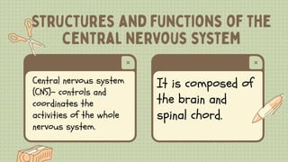 Central nervous system
(CNS)- controls and
coordinates the
activities of the whole
nervous system.
It is composed of
the brain and
spinal chord.
 