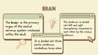 The brain- is the primary
organ of the central
nervous system contained
within the skull.
It is divided into three
parts: cerebrum,
cerebellum, brain stem
The cerebrum is divided
into left and right
hemispheres, connected to
each other by the corpus
callosum.
 