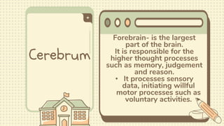 Cerebrum
Forebrain- is the largest
part of the brain.
It is responsible for the
higher thought processes
such as memory, judgement
and reason.
• It processes sensory
data, initiating willful
motor processes such as
voluntary activities.
 
