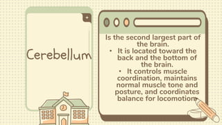 Cerebellum
Is the second largest part of
the brain.
• It is located toward the
back and the bottom of
the brain.
• It controls muscle
coordination, maintains
normal muscle tone and
posture, and coordinates
balance for locomotion.
 