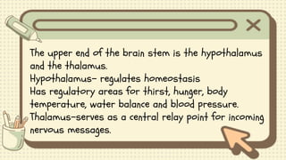 The upper end of the brain stem is the hypothalamus
and the thalamus.
Hypothalamus- regulates homeostasis
Has regulatory areas for thirst, hunger, body
temperature, water balance and blood pressure.
Thalamus-serves as a central relay point for incoming
nervous messages.
 