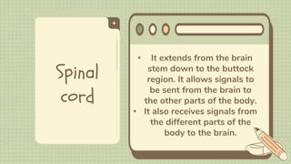 Spinal
cord
• It extends from the brain
stem down to the buttock
region. It allows signals to
be sent from the brain to
the other parts of the body.
• It also receives signals from
the different parts of the
body to the brain.
 