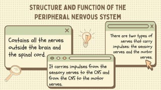 Contains all the nerves
outside the brain and
the spinal cord.
It carries impulses from the
sensory nerves to the CNS and
from the CNS to the motor
nerves.
There are two types of
nerves that carry
impulses: the sensory
nerves and the motor
nerves.
 