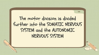 The motor division is divided
further into the SOMATIC NERVOUS
SYSTEM and the AUTONOMIC
NERVOUS SYSTEM
 