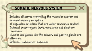 Includes all nerves controlling the muscular system and
external sensory receptors.
It regulates activities that are under conscious control.
External sense organs (eyes, ears, nose and skin) are
receptors.
Muscles and glands like the salivary and gastric glands are
effectors.
Reflexes- autonomic responses
 
